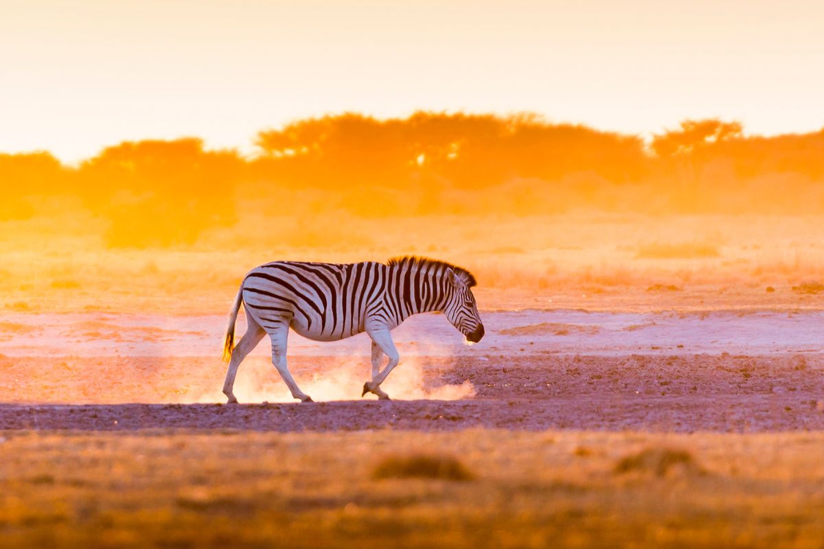 Botswana Tours